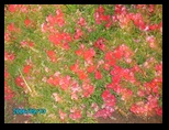 pict0087.jpg