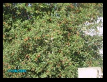 pict0609.jpg