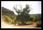 tara0012.jpg