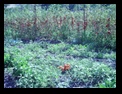 imgp0226.jpg